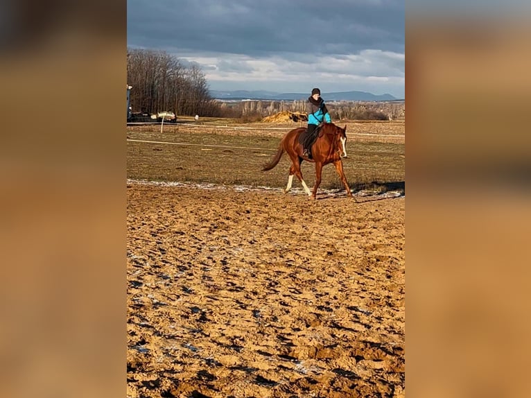 Engels volbloed Hengst 5 Jaar 165 cm Donkere-vos in Gyömrő