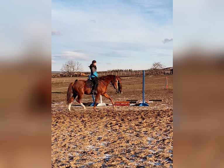 Engels volbloed Hengst 5 Jaar 165 cm Donkere-vos in Gyömrő