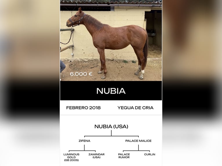 Engels volbloed Hengst 6 Jaar  in MadridMadrid