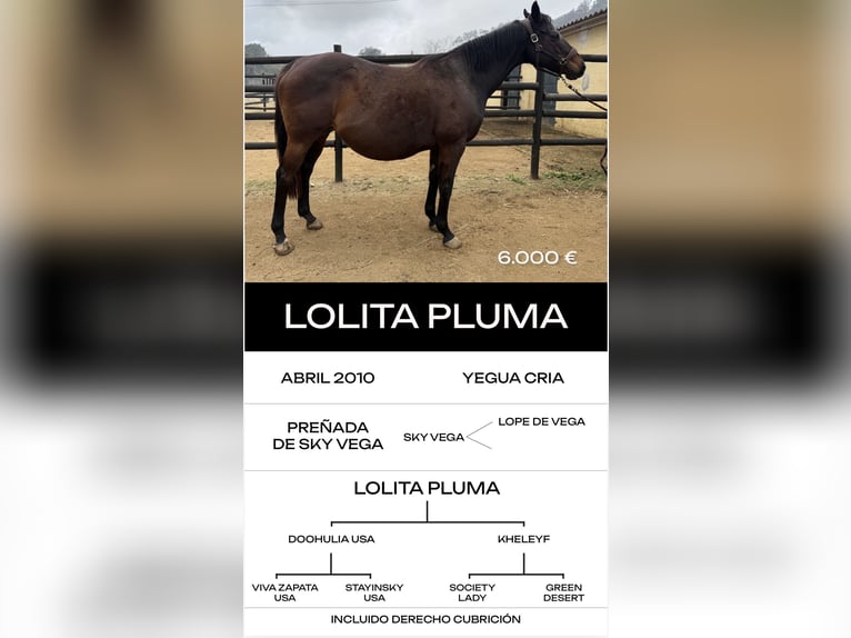 Engels volbloed Hengst 6 Jaar  in MadridMadrid