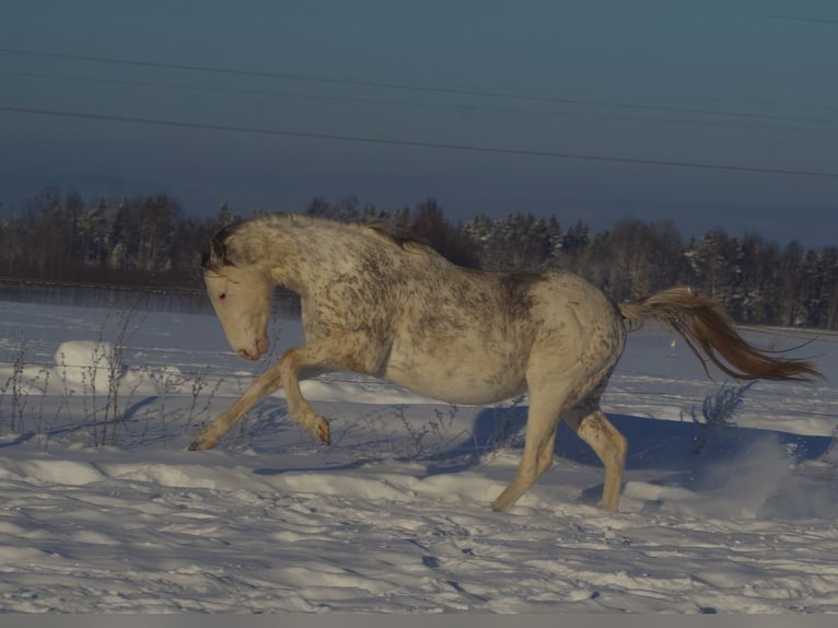 Engels volbloed Hengst 7 Jaar 160 cm Buckskin in Linn