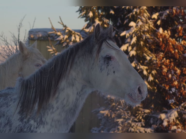 Engels volbloed Hengst 7 Jaar 160 cm Buckskin in Linn