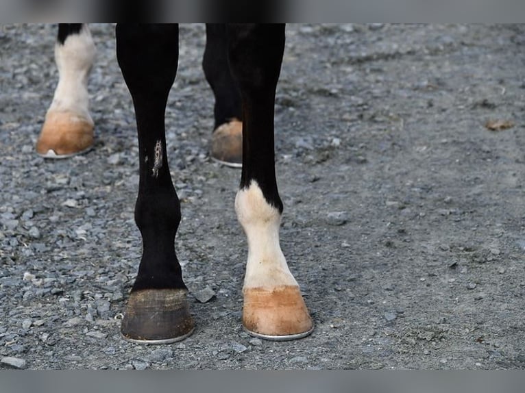 Engels volbloed Hengst 7 Jaar 163 cm Bruin in Ashburn