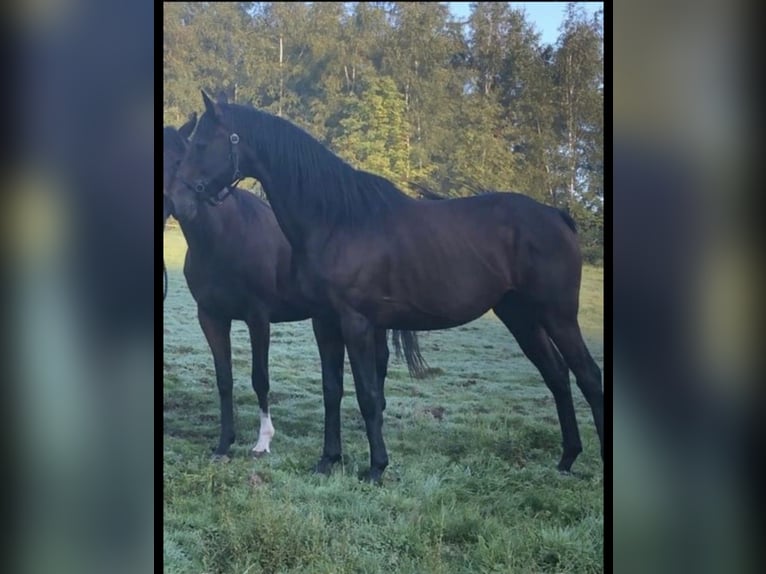 Engels volbloed Hengst 7 Jaar 165 cm Bruin in Kierspe