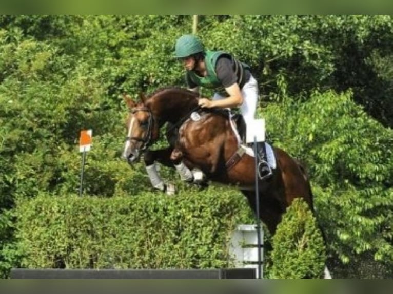 Engels volbloed Hengst in Celle