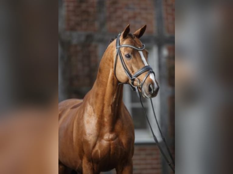 Engels volbloed Hengst in Celle