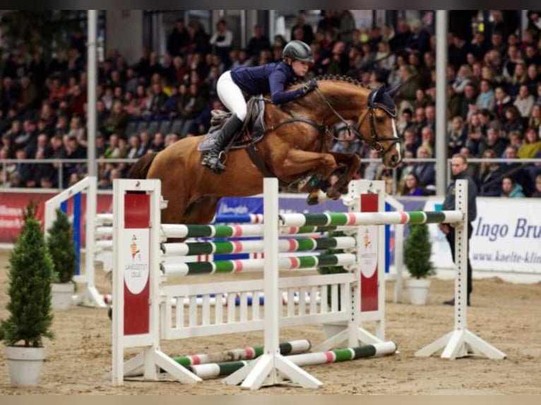 Engels volbloed Hengst in Celle