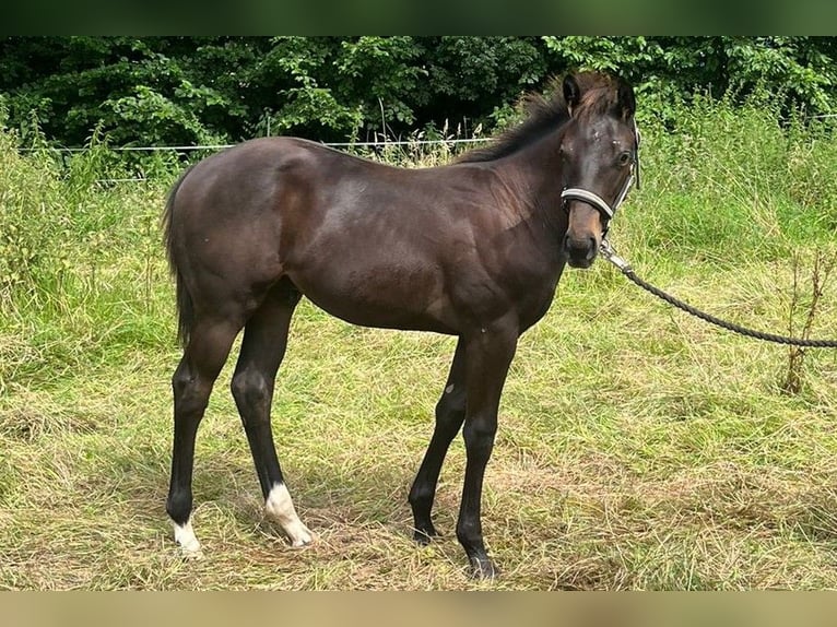 Engels volbloed Hengst veulen (03/2024) 132 cm Donkerbruin in Bad Münder am Deister