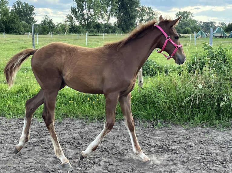 Engels volbloed Hengst veulen (03/2024) 165 cm Donkere-vos in Böbingen