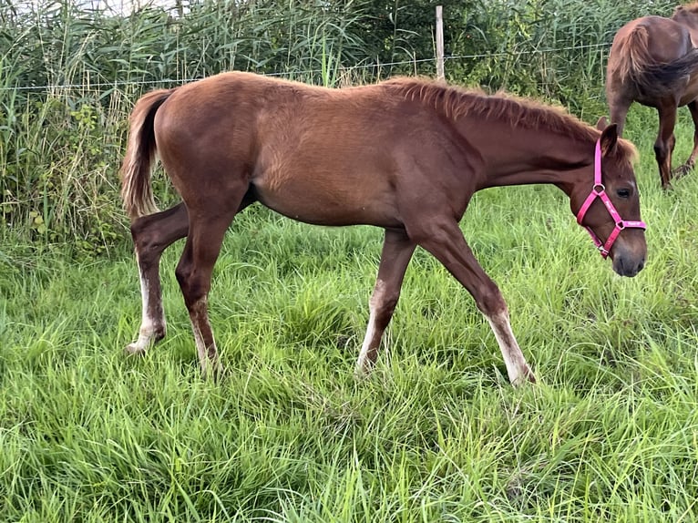 Engels volbloed Hengst veulen (03/2024) 165 cm Donkere-vos in Böbingen