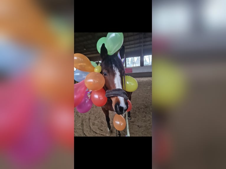 Engels volbloed Merrie 10 Jaar 156 cm Bruin in Fröndenberg