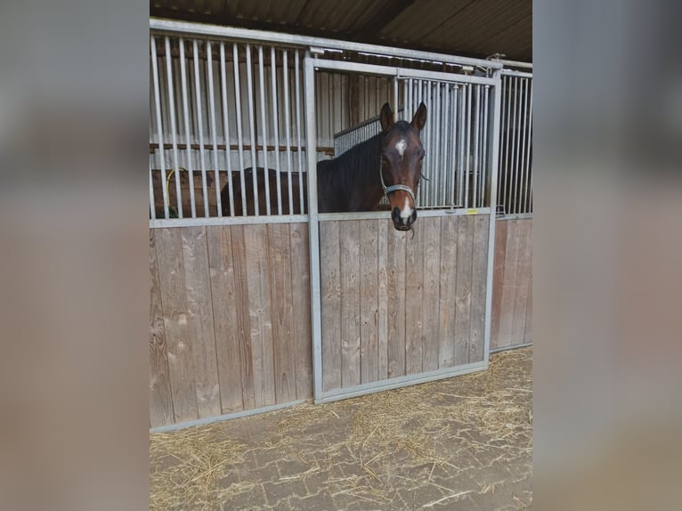 Engels volbloed Merrie 10 Jaar 160 cm Bruin in Nieder-Hilbersheim
