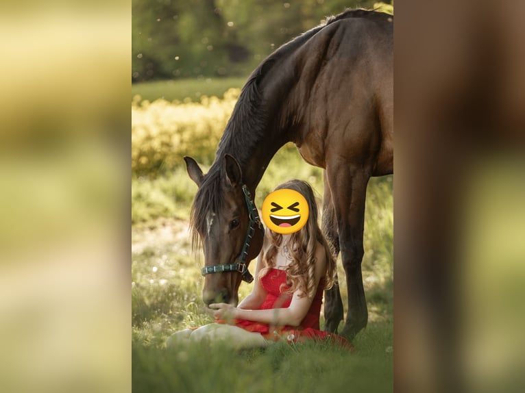 Engels volbloed Merrie 10 Jaar 160 cm Bruin in Mainburg