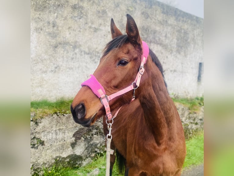 Engels volbloed Merrie 10 Jaar 160 cm Bruin in Sligo