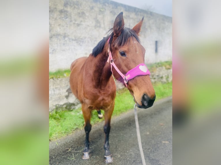 Engels volbloed Merrie 10 Jaar 160 cm Bruin in Sligo