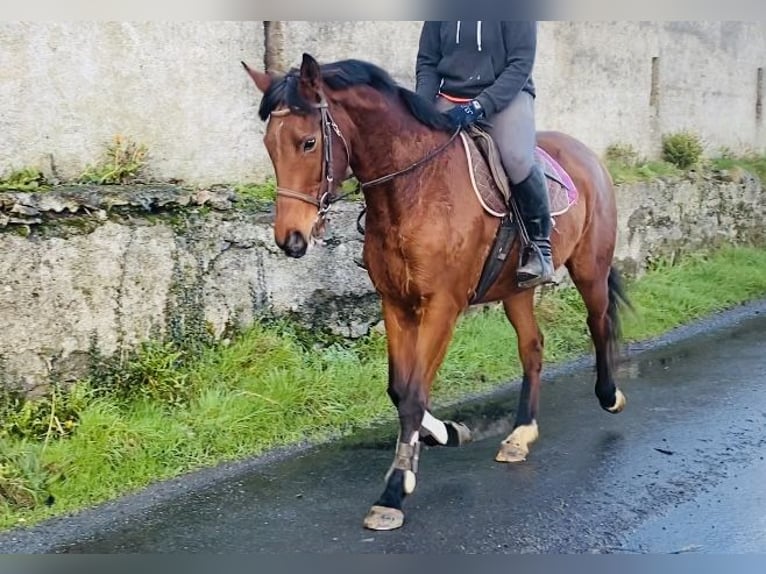 Engels volbloed Merrie 10 Jaar 160 cm Bruin in Sligo