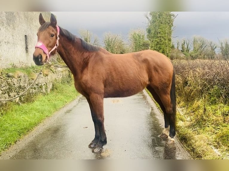 Engels volbloed Merrie 10 Jaar 160 cm Bruin in Sligo