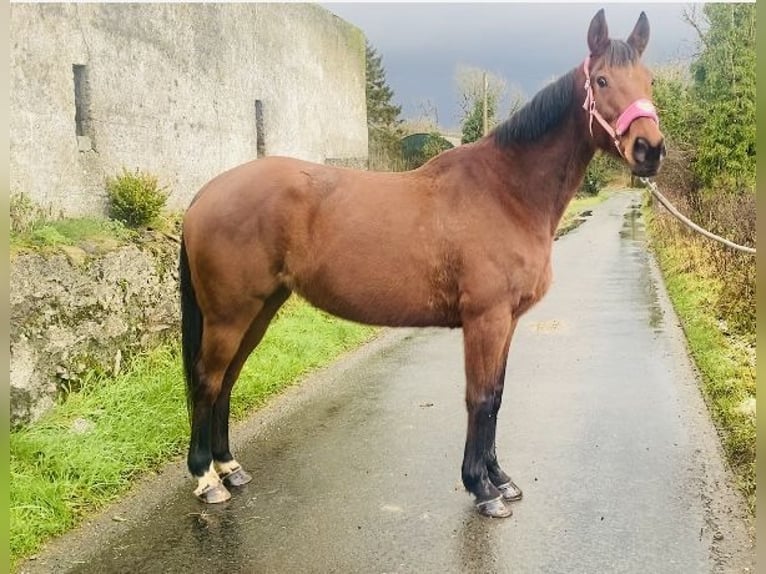 Engels volbloed Merrie 10 Jaar 160 cm Bruin in Sligo