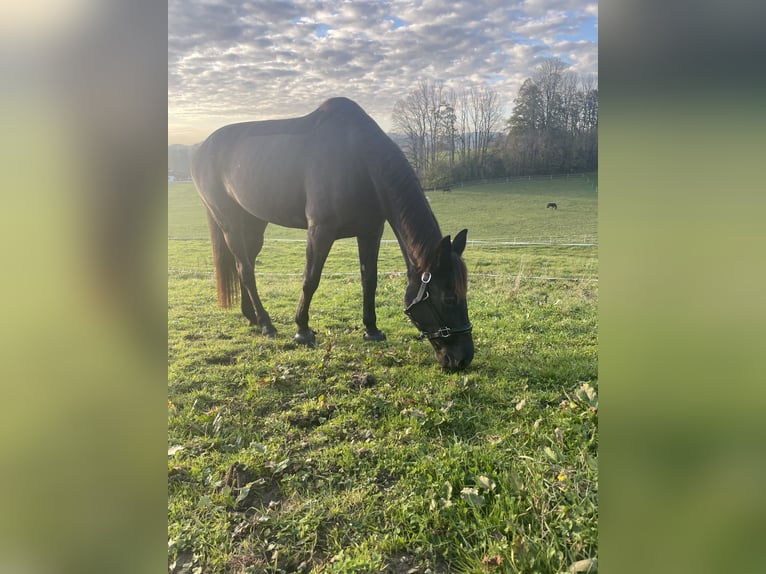 Engels volbloed Merrie 10 Jaar 160 cm Zwartbruin in Salzburg