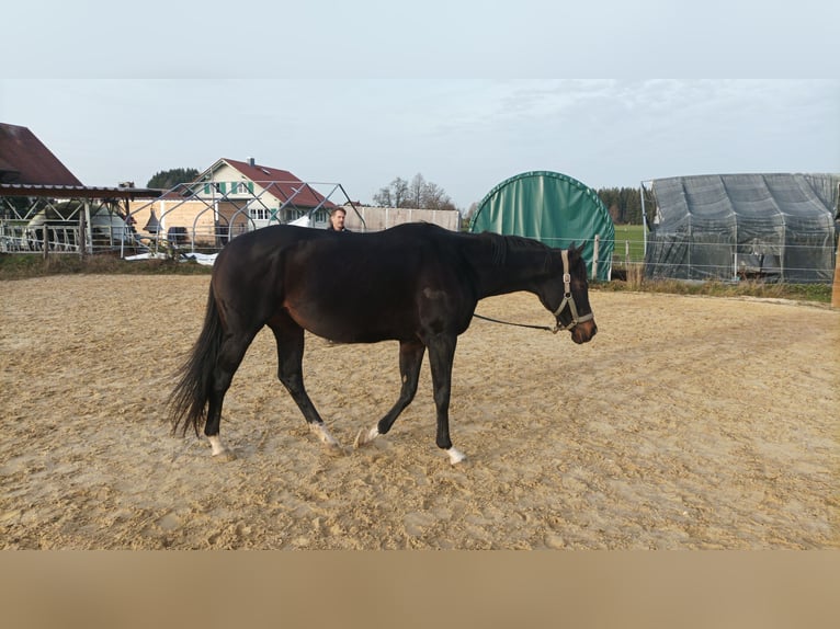 Engels volbloed Merrie 10 Jaar 160 cm Zwartbruin in Isny im Allgäu