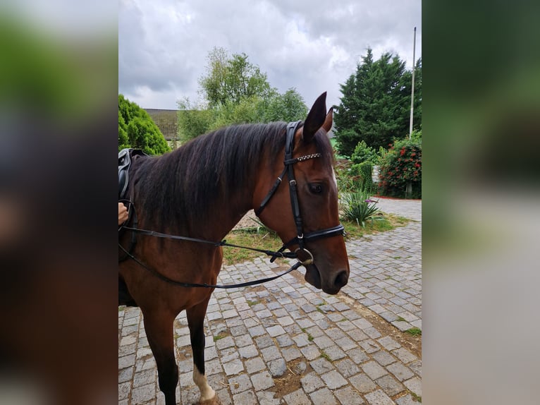 Engels volbloed Merrie 10 Jaar 164 cm Bruin in Leuna