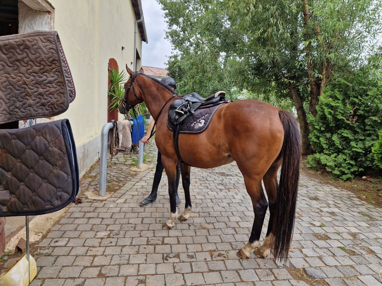 Engels volbloed Merrie 10 Jaar 164 cm Bruin in Leuna