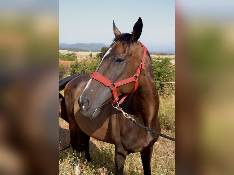 Engels volbloed Merrie 10 Jaar 164 cm Donkerbruin in Banyoles