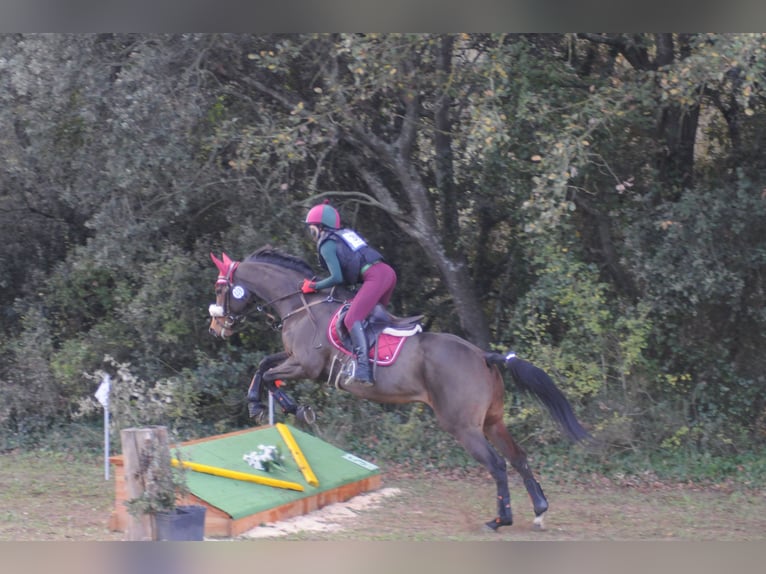 Engels volbloed Merrie 10 Jaar 164 cm Donkerbruin in Banyoles