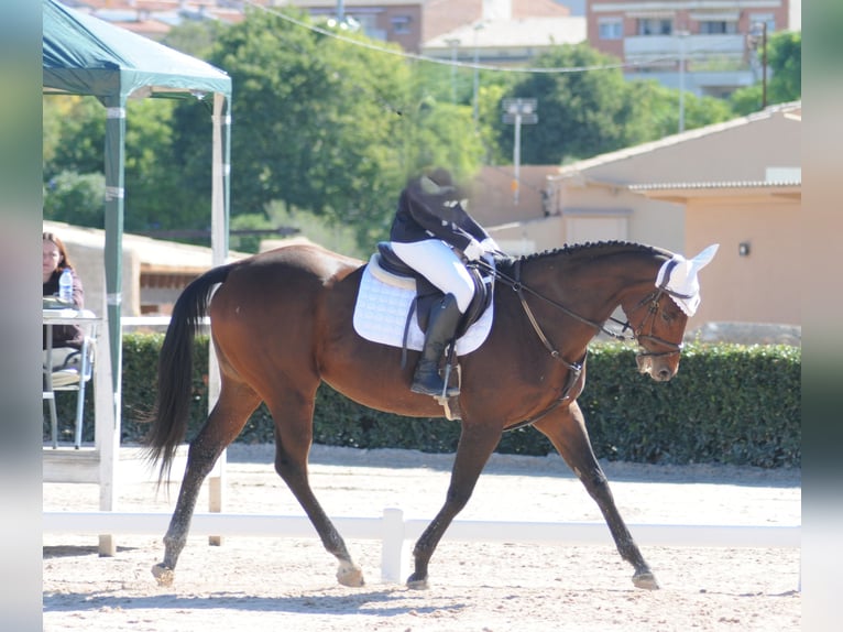 Engels volbloed Merrie 10 Jaar 164 cm Donkerbruin in Banyoles