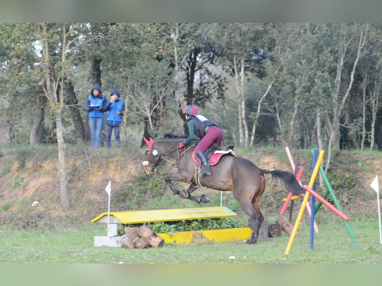 Engels volbloed Merrie 10 Jaar 164 cm Donkerbruin in Banyoles