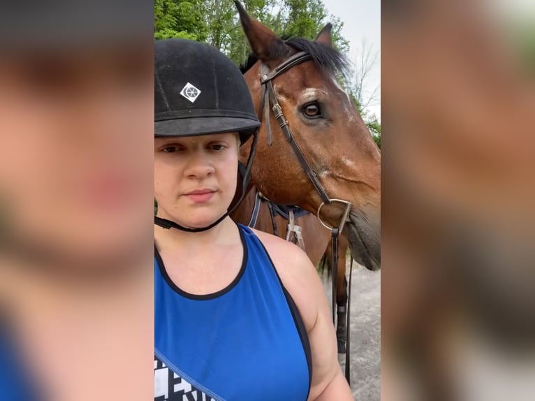 Engels volbloed Merrie 10 Jaar 166 cm Bruin in Salt Lick