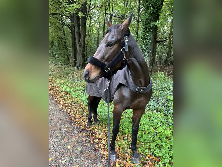Engels volbloed Merrie 10 Jaar 167 cm Bruin in Heidelberg