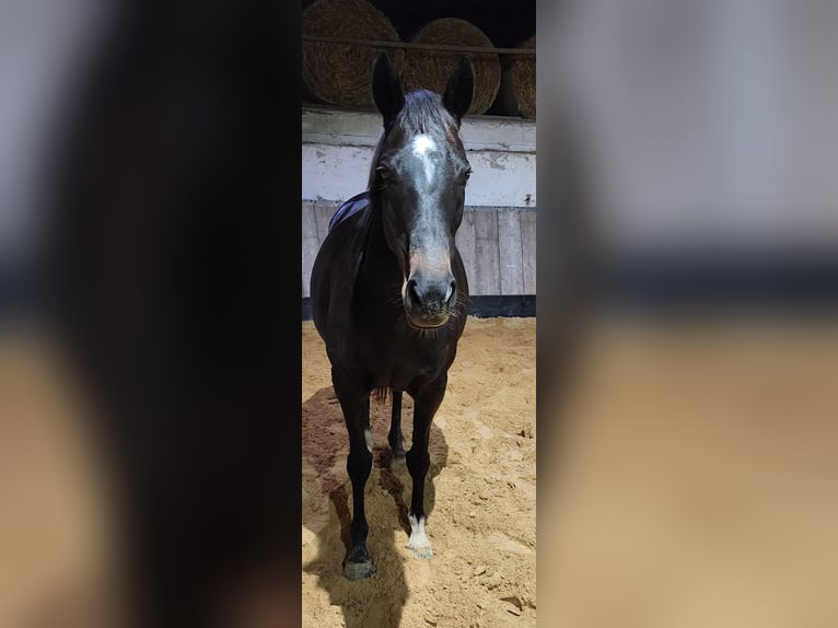 Engels volbloed Merrie 10 Jaar Bruin in Homberg (Efze)