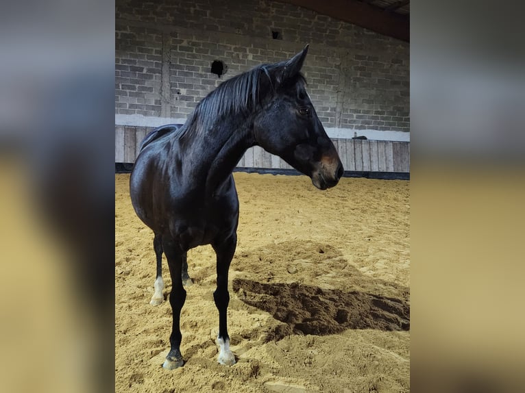 Engels volbloed Merrie 10 Jaar Bruin in Homberg (Efze)