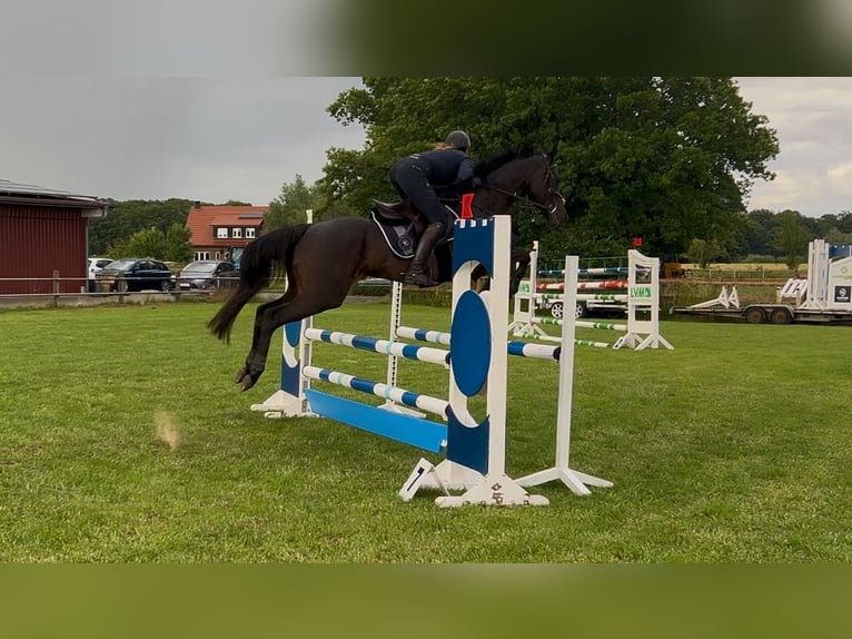 Engels volbloed Merrie 11 Jaar 163 cm Bruin in Emsbüren