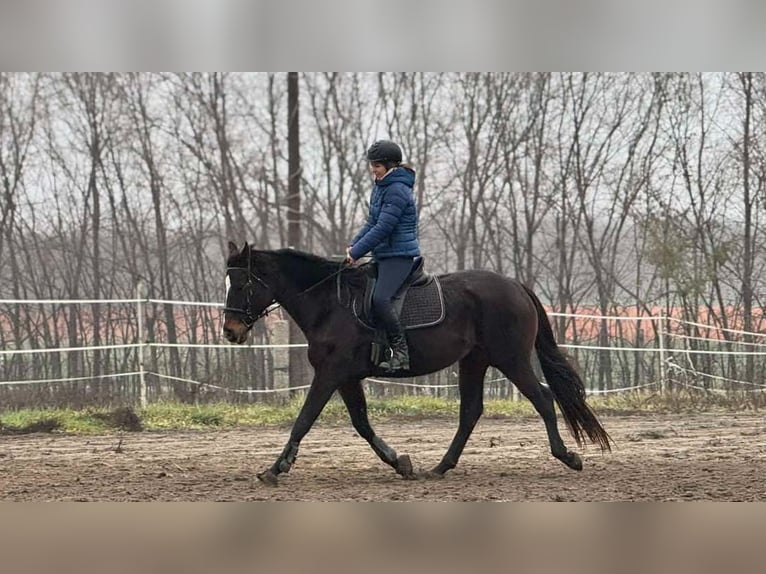 Engels volbloed Merrie 11 Jaar 163 cm Roodbruin in Nagyvenyim