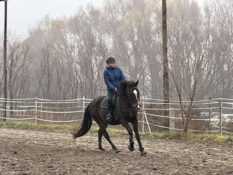 Engels volbloed Merrie 11 Jaar 163 cm Roodbruin in Nagyvenyim