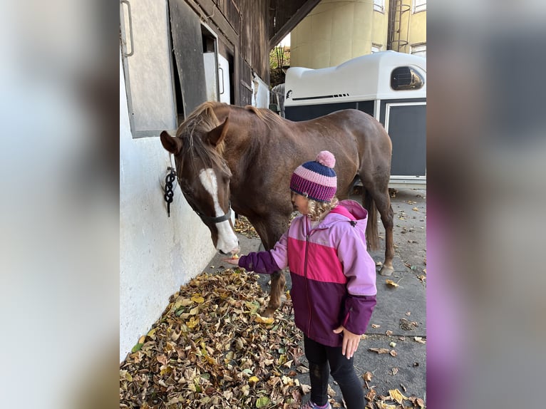Engels volbloed Merrie 11 Jaar 167 cm Donkere-vos in Seeham