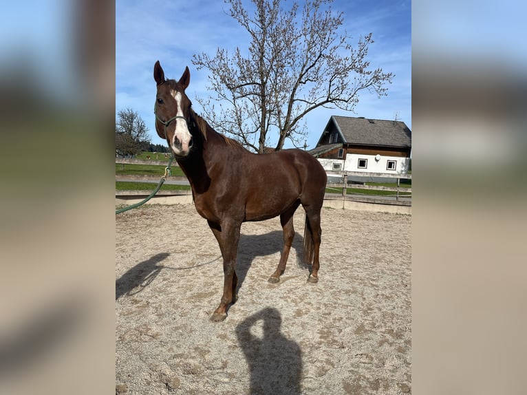 Engels volbloed Merrie 11 Jaar 167 cm Donkere-vos in Seeham