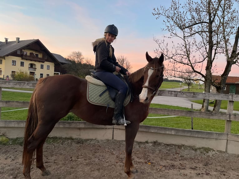 Engels volbloed Merrie 11 Jaar 167 cm Donkere-vos in Seeham