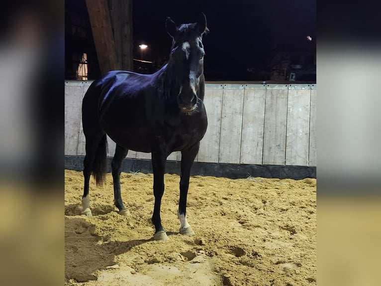 Engels volbloed Merrie 11 Jaar Bruin in Homberg (Efze)