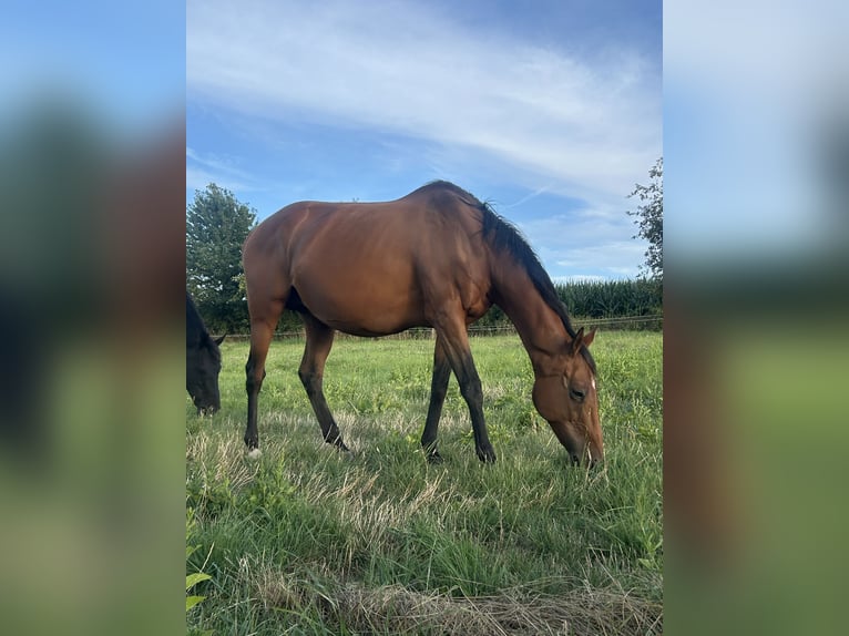 Engels volbloed Merrie 12 Jaar 160 cm Bruin in Marienmünster