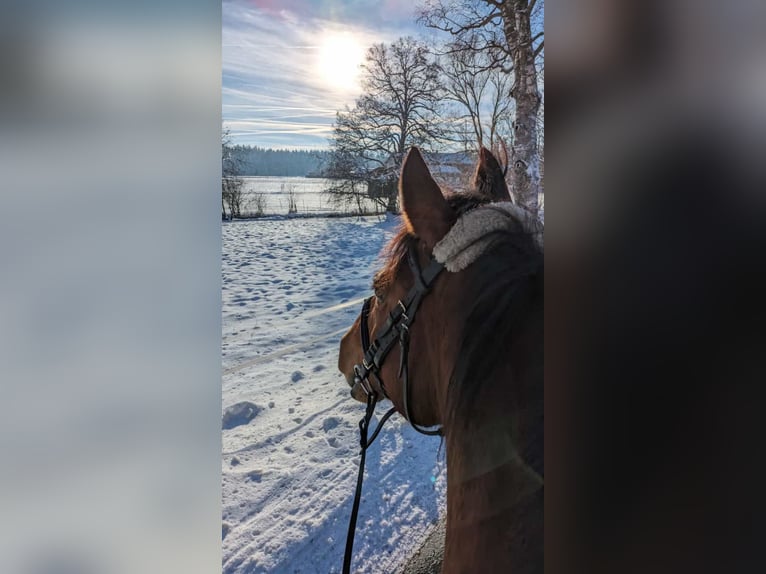 Engels volbloed Merrie 12 Jaar 163 cm Bruin in Dießen am Ammersee