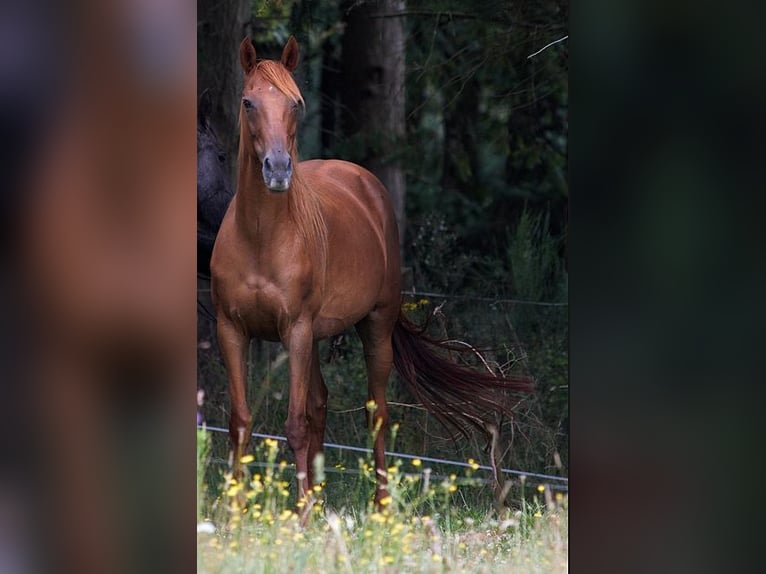 Engels volbloed Merrie 12 Jaar 163 cm Roodvos in GOVEN