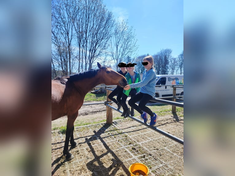 Engels volbloed Merrie 12 Jaar 165 cm Bruin in Dießen am Ammersee