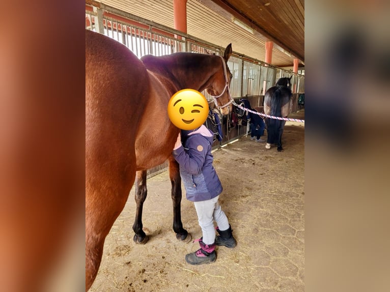 Engels volbloed Merrie 12 Jaar 165 cm Bruin in Heinersreuth