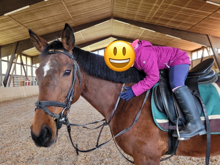 Engels volbloed Merrie 12 Jaar 165 cm Bruin in Heinersreuth