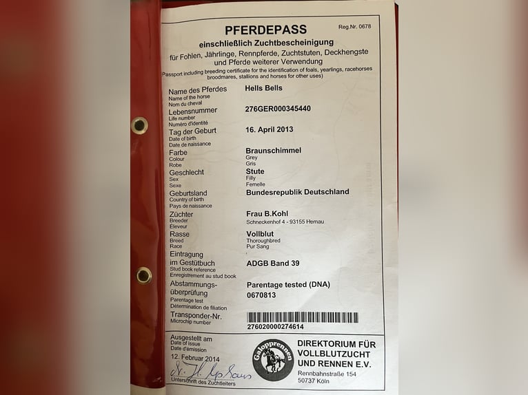 Engels volbloed Merrie 12 Jaar 165 cm Schimmel in Bernhardswald