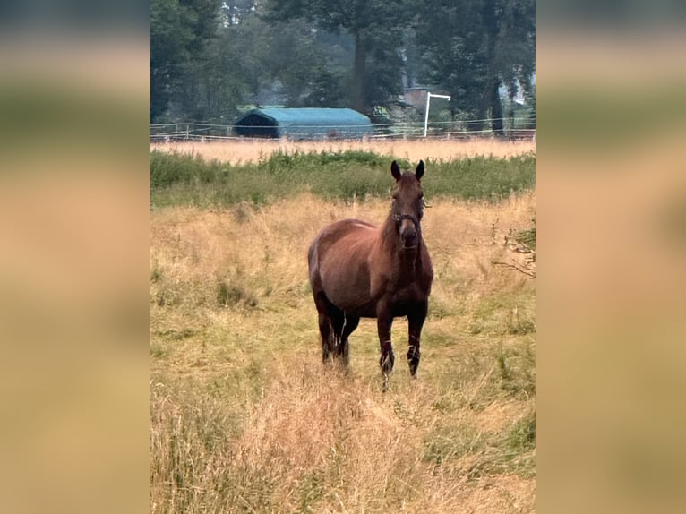 Engels volbloed Merrie 12 Jaar 168 cm Donkere-vos in Hamburg Lemsahl-Mellingstedt