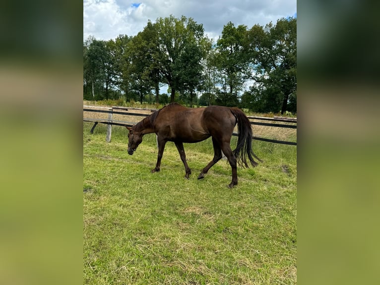 Engels volbloed Merrie 12 Jaar 168 cm Donkere-vos in Hamburg Lemsahl-Mellingstedt